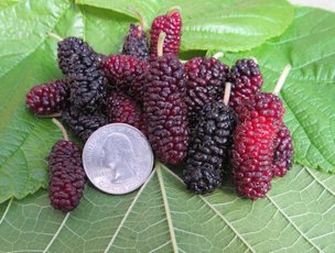 Credit: Brandy Cowley Gilbert, justfruitsandexotics.com Valdosta Mulberry – A Georgia Find!