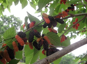 Credit: Brandy Cowley Gilbert, justfruitsandexotics.com Wacissa Mulberry – A local Find!