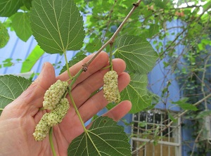 Credit: Brandy Cowley Gilbert, justfruitsandexotics.com White Railroad Mulberry – Local
