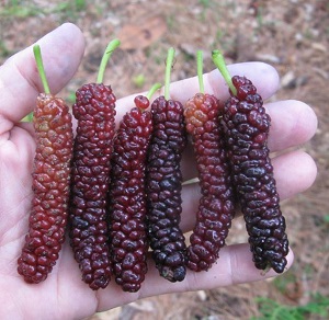 Credit: Brandy Cowley Gilbert, justfruitsandexotics.com Pakistan mulberry – Seedless 4 Inch Fruit!