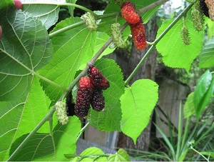 Credit: Brandy Cowley Gilbert, justfruitsandexotics.com Boysenberry Black Mulberry – Rich Tangy Sweet Flavor!