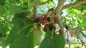 Credit: Brandy Cowley Gilbert, justfruitsandexotics.com Callie’s Delight’ Contorted Mulberry – Fruiting Contorted Mulberry!