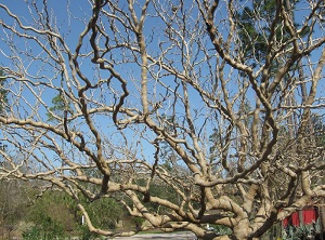 Credit: Brandy Cowley Gilbert, justfruitsandexotics.com Callie’s Delight’ Contorted Mulberry – Fruiting Contorted Mulberry!