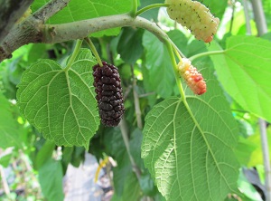 Credit: Brandy Cowley Gilbert, justfruitsandexotics.com East Coast Mulberry – Fruits Well in Tropical Climates!