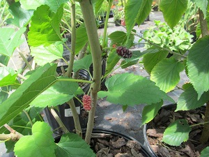Credit: Brandy Cowley Gilbert, justfruitsandexotics.com Edible Leaf Mulberry – Eat the Leaves, too!
