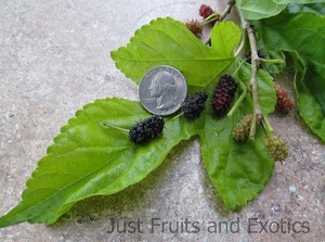 Credit: Brandy Cowley Gilbert, justfruitsandexotics.com Edible Leaf Mulberry – Eat the Leaves, too!