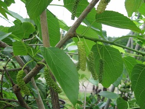 Credit: Brandy Cowley Gilbert, justfruitsandexotics.com Mulberry 'King White Pakistan'
