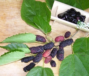 Credit: Fairchild Tropical Botanic Garden Red mulberries