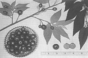The Jamaica cherry, Muntingia calabura