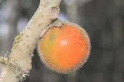 Quito-Orange Solanum quitoense, Quijos, Ecuador