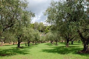 Credit: VSCNews Olive trees