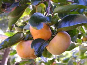 Credit: Aggie Horticulture® Oriental Persimmons