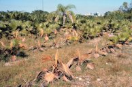 Multiple W. robusta in this field nursery are being affected by Phytophthora bud rot. Those most affected were juvenile palms in a low-lying area.