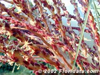Credit: © 2002 Floridata.com The Star-shaped Flowers of the Pindo Palm Look Like Underwater Creatures on a Coral Reef