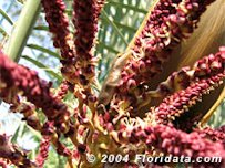 Credit: © 2004 Floridata.com Pindo palm (butia spp.) Flower stalk