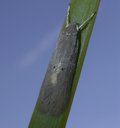 Palm Leaf Skeletonizer Adult on Palm Leaf