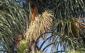 Flowers of queen palm (Syagrus romanzoffiana)