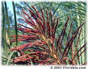 Credit: © 2003 Floridata.com Pindo Palm Inflorescence