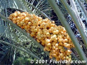 Credit: © 2001 Floridata.com Pindo Palm Fruit