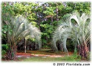 Credit: © 2003 Floridata.com Jack planted these pindos from 1 gal containers 12 years ago