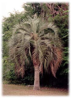 Credit: © Floridata.com This mature pindo palm looks especially attractive with its symmetrical form and a trunk that is clear of old leaf stalks.