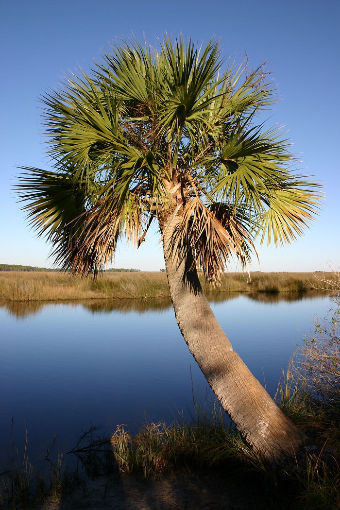 Credit: Green Deane, eattheweeds.com Cabbage palm