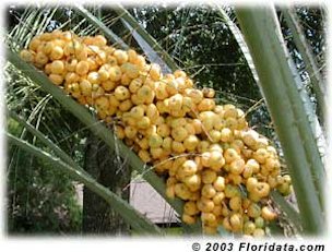 Credit: © 2003 Floridata Ripe Cluster of Pindo Palm Fruit