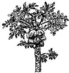 Credit: California Rare Fruit Growers Papaya drawing