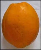 Credit: Barry Madsen, Rare Fruit Club WA Pistillate fruit, smooth ovoid