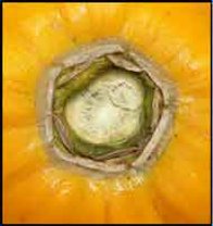 Credit: Barry Madsen, Rare Fruit Club WA Pistillate scars surrounding the stem end of the fruit