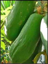 Credit: Barry Madsen, Rare Fruit Club WA Elongata fruit