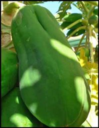 Credit: Barry Madsen, Rare Fruit Club WA Pentandria fruit