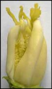 Credit: Barry Madsen, Rare Fruit Club WA Male and recently-fertilized carpelloid pentandria