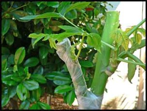 Credit: Barry Madsen, Rare Fruit Club WA Successful papaya side graft