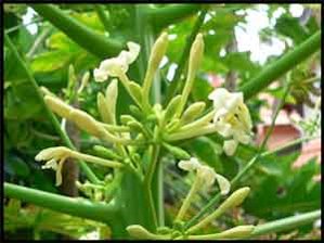 Credit: Barry Madsen, Rare Fruit Club WA Male inflorescence