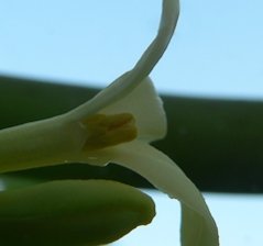 Credit: Barry Madsen, Rare Fruit Club WA Male flower minus petals showing 2 whorls of different length alternating stamens.