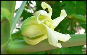 Credit: Barry Madsen, Rare Fruit Club WA Pistillate inflorescence