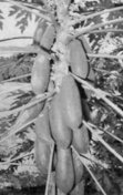Fruits (hermaphrodite tree)