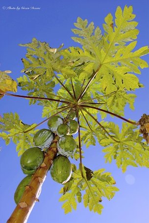 Credti: © Green Deane, eattheweeds.com Papaya in fruit in January in Florida