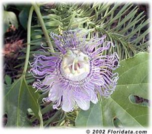 Credit: © 2002 Floridata.com The beautifully intricate maypop flower