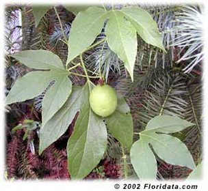 Credit: © 2002 Floridata.com The fruits of this species of passionflower are called maypops