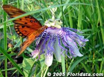 Credit: © 2005 Floridata.com Gulf Fritillary Butterfly on a Maypop Blossom