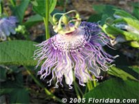 Credit: © 2005 Floridata.com Maypop flower