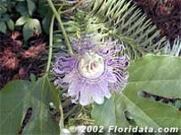 Credit: © 2002 Floridata.com Maypop blossom