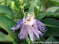 Credit: © 2010 Floridata.com Maypop flower
