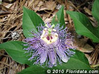 Credit: © 2010 Floridata.com Maypop flower