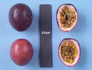 Credit: Jonathan Crane, UF/IFAS 'Possum Purple’ passion fruit