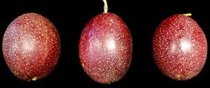 Credit: Alan Chambers, UF/IFAS 'Panama Red’ fruit