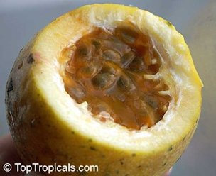 Credit: Top Tropicals 'Sweet Sunrise’ passion fruit