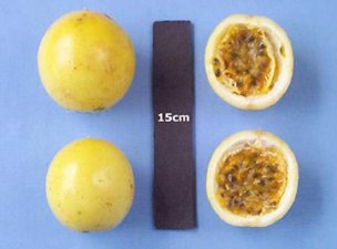 Credit: Jonathan Crane, UF/IFAS 'Whitman Yellow’ passion fruit